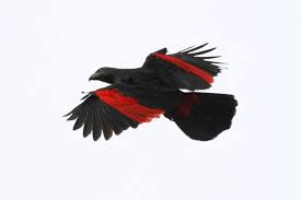 The best medium parrot diet. Meet The Dracula Parrot The Most Gothic Bird On Earth