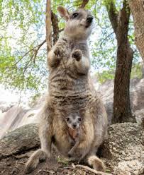 Mareeba Rock Wallabies Animals Friends Baby Animals Cute Animals
