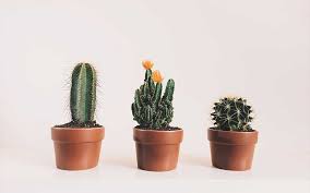 How much water should you drink each day? How Often Do You Water A Cactus Eden Succulents