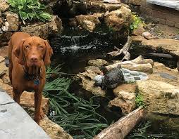 Designing And Building Ponds For Turtles Pond Trade Magazine