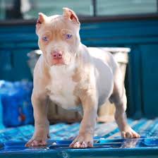 When buying american bully puppies, ask yourself if you want one as a pet, a show dog or a breeding stud. Manmade Kennels Home Of The Xl Bully Teamnochains The Best Champagne Pups On Earth Have