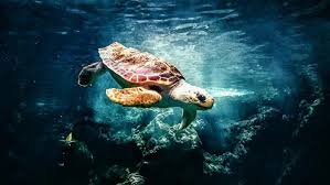 Top 5 Dive Sites In Madagascar Deeperblue Com Turtle Healthy Soup Recipes Dream Meanings