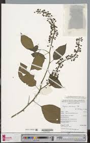 Image result for Stanfieldiella imperforata