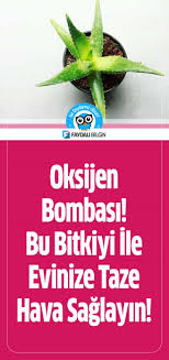 Oksijen Bombasi Bu Bitkiyi Ile Evinize Taze Hava Saglayin Bitki Aloe Saglikli Olmak