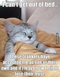 I Can T Get Out Of Bed Funny Memes Animals Cats Dog Meme Lol Kitten Funny Quotes Cute Humor Funny Animals Funny Animal Jokes Funny Cat Memes Animal Jokes