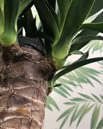 Image result for Yucca gigantea