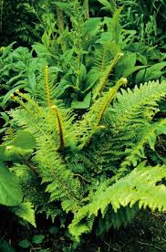 Image result for Polystichum sinense
