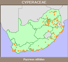 Image result for Pycreus nitidus