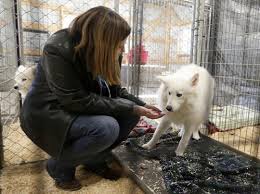 Maybe you would like to learn more about one of these? North Iowa Puppy Mill Owner Says She Didn T Neglect Dogs Gave Them Up Under Duress Documents Say North Iowa Crime Courts Globegazette Com
