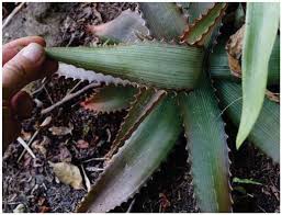 Image result for Aloe ballii