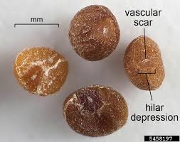 Image result for Cuscuta australis