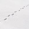 Tierspuren im schnee erkennen grundschule. Https Encrypted Tbn0 Gstatic Com Images Q Tbn And9gctcktrpvbnxokyvkpmqtqvghhc1epw5kcdktu0fk Kz8ghhhvjw Usqp Cau