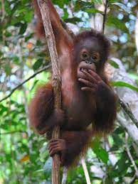 Babyschool Nyaru Menteng Orangutan Orangutan Monkey Baby Orangutan
