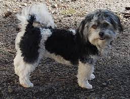 Six is considered a large litter for a havanese. Love Link Havanese Home Facebook