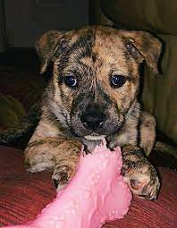 Cute american bulldog/german shepherd mix puppies (puppies 75% bulldog and 25% german shepherd) part5 ( 7 weeks old). American Bulldog German Shepherd Alaskan Malamute Mix Puppy American Bulldog American Bull Bulldog
