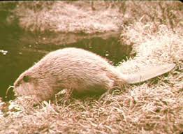 Maybe you would like to learn more about one of these? Trapping Beavers Beaver Trap How To Trap Beaver