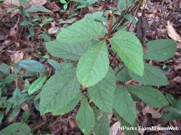 Image result for Ampelocissus
