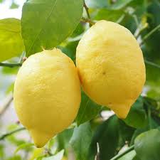 Image result for Citrus × limon