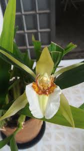 Coelogyne Lawrenceana Different Flowers Desert Flowers Orchids