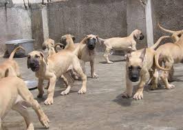 We did not find results for: Great Dane Puppies For Sale Indianapolis In 249975
