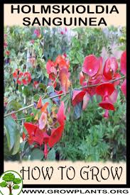 Image result for Holmskioldia