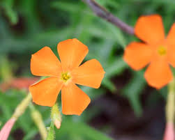 Image result for Hermannia kirkii