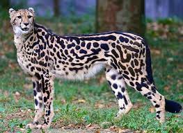 The Amazing King Cheetah Big Cats Jungle Cat World Rare Cats