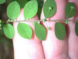 Image result for Phyllanthus tenellus