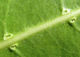 We did not find results for: Buttonwood Conocarpus Erectus