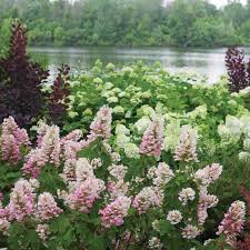 Check spelling or type a new query. Mega Mindy Hydrangea Spring Meadow Wholesale Liners Spring Meadow Nursery