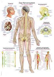 The diagram summarises how information flows from receptors to effectors in the nervous system. Chart The Nervous System 70x100cm Size 70 X 100 Cm Anatomical Charts Erler Zimmer