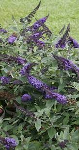 Dwarf butterfly bush pugster blue. Pugster Blue Butterfly Bush Buddleia X Butterfly Bush Blue Plants Dwarf Plants