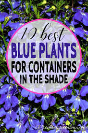 We did not find results for: I Love These Blue Flowers For Containers In The Shade I Am Always Looking For Ideas For The Pots On My Porch Blue Plants Container Plants Shade Garden Plants