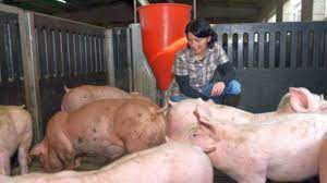 Mar 13, 2019 · tv reluare. Clasificare NouÄ Pentru Fermele De Porci Din Romania