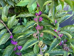 Image result for Psychotria auxopoda