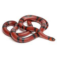 Milksnake Milk Snake Lampropeltis Triangulum Petmd Milk Snake Pet Snake Snake