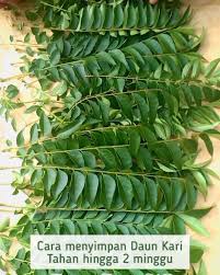 Jenis rempah ini banyak ditemukan tumbuh di wilayah selatan. Telur Asin Mr Daun Kari Bisa Awet Hingga 2 Minggu