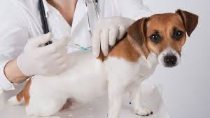The parvo vaccine is the only way to prevent a dog from contracting this virus. Puppy Vaccination Schedule Shots Your Puppy Needs Barking Royalty
