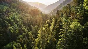 Maybe you would like to learn more about one of these? Borjomi Kharagauli National Park Georgia Windows 10 Spotlight Images