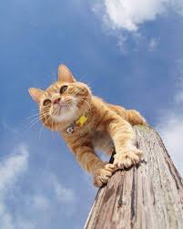 follow cats of the world pix please like comment follow tag 3 friends want your photos featured for free f kedi yavru kediler