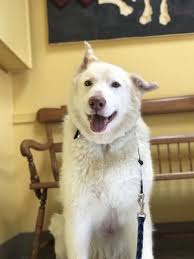 I lead a team of pet lovers who are 110% devoted to taking care of the best friends entrusted to us. Best Friends Animal Clinic 11 Photos 24 Reviews Veterinarians 13895 Colfax Hwy Grass Valley Ca Phone Number