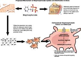 Image result for Bisphosphonates