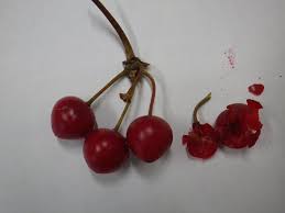 サルトリイバラ の 実