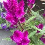 Image result for Celosia elegantissima