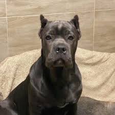 These amazing puppies are very. Cane Corso Dogs And Puppies For Sale Newdoggy Com