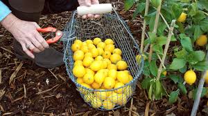 how to grow meyer lemons and other citrus trees in