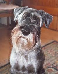 Check spelling or type a new query. Standard Schnauzer Wikipedia