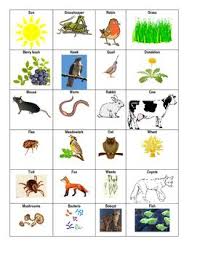 Food Web Animal Cards Coding And Questions Web Animal Animal Cards Food Web