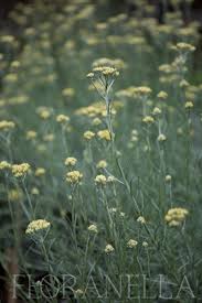 Image result for Helichrysum globosum