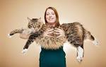 The Largest Domestic Cats | Petfinder
